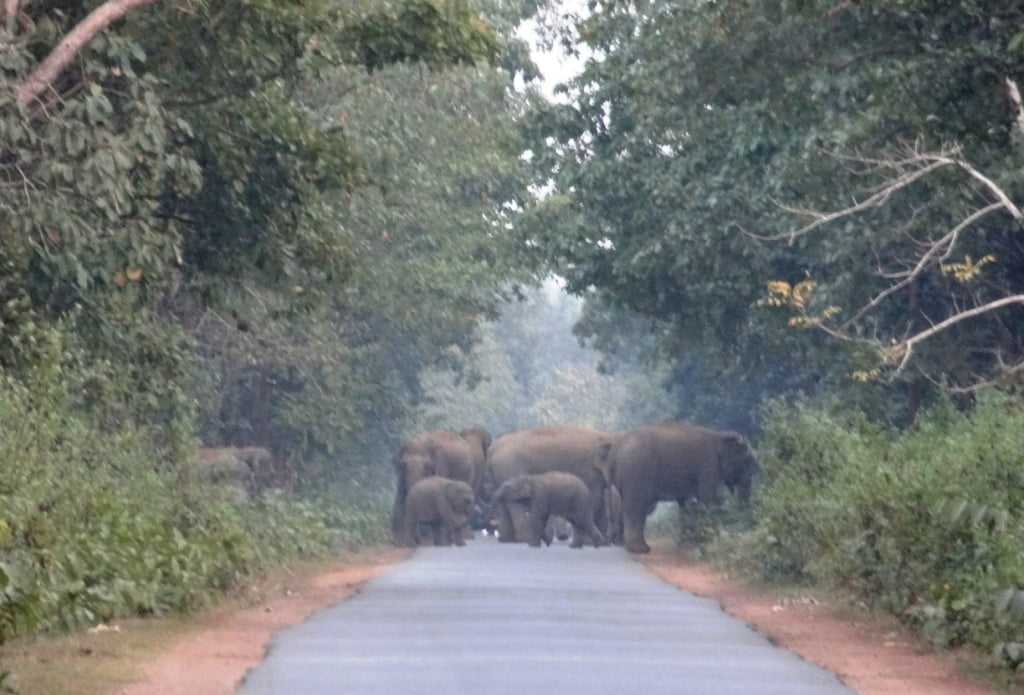 Elephant herd moving in Nilagiri in Balasore on Thursday. Photograph: Odishabytes