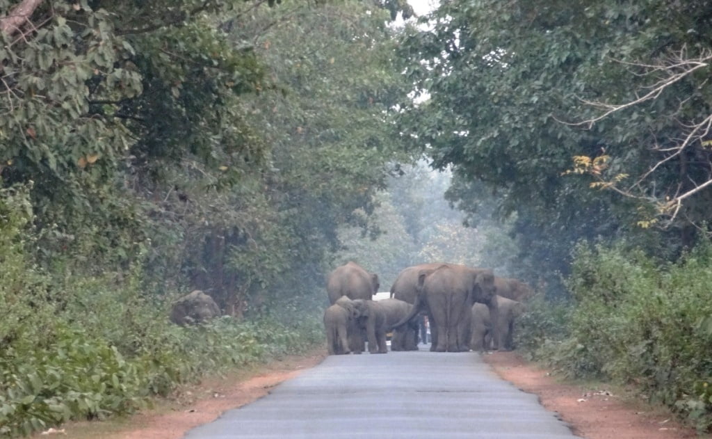 Elephant herd moving in Nilagiri in Balasore on Thursday. Photograph: Odishabytes