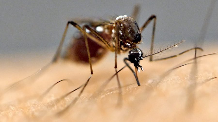 dengue on rise