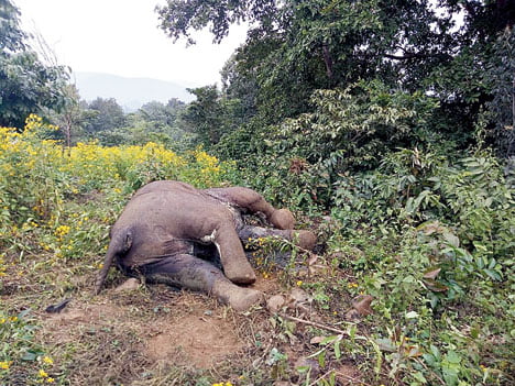 elephants Karlapat sanctuary haemorrhagic septicaemia