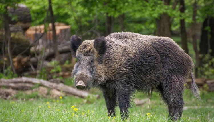 wild boar