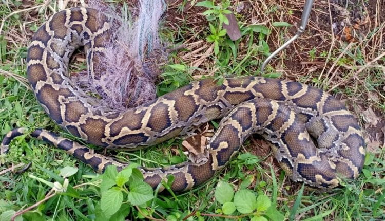 Burmese python